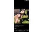 Adopt Chicadee a Tan/Yellow/Fawn Bull Terrier / Mixed dog in Liberty