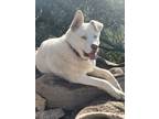 Adopt Bowie a White Akita / Husky / Mixed dog in Sonora, CA (41505323)