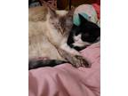 Adopt Pearl and Nugget a Cream or Ivory (Mostly) Domestic Shorthair / Mixed
