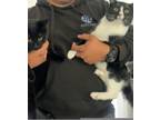 Adopt Clark & Michelle a Black & White or Tuxedo Tabby / Mixed (short coat) cat