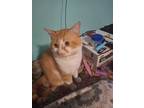 Adopt Oliver a Orange or Red Tabby American Shorthair / Mixed (medium coat) cat
