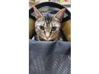 Adopt Lady a Gray, Blue or Silver Tabby Tabby / Mixed (short coat) cat in