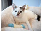 Adopt Jerry Lee a White (Mostly) Domestic Shorthair (short coat) cat in Seaford