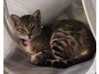 Adopt Luna a Gray, Blue or Silver Tabby Tabby / Mixed (short coat) cat in