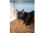 Adopt Jax a Domestic Mediumhair cat in Roanoke, VA (41504372)