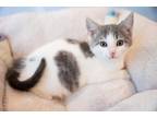 Adopt Celine a White (Mostly) Domestic Shorthair (short coat) cat in Seaford