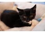 Adopt Whitney a Black & White or Tuxedo Domestic Shorthair (short coat) cat in