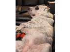 Adopt Pennie Lane a White - with Gray or Silver Australian Cattle Dog / Shar Pei