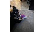 Adopt Toy a Black - with White Australian Shepherd / Mixed dog in Morgan Hill