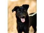 Adopt Gabby a Black Labrador Retriever / German Shepherd Dog / Mixed dog in