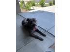 Adopt Kuba a Gray/Blue/Silver/Salt & Pepper American Pit Bull Terrier / Mixed