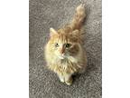 Adopt Joba a Orange or Red Tabby Domestic Longhair / Mixed (long coat) cat in