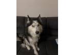 Adopt Ace a Black - with White Husky / Husky / Mixed dog in El Paso