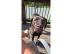 Adopt Felix a Black Mutt / Mixed dog in Wentzville, MO (41480925)