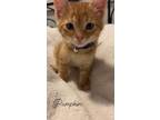 Adopt Pumpkin a Orange or Red American Shorthair / Mixed (short coat) cat in