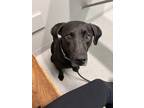 Adopt Charlie a Black Mutt / Mixed dog in Wentzville, MO (41480889)