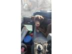 Adopt Charlie a Brown/Chocolate Labrador Retriever / Mixed dog in Shoshone