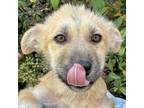 Adopt Puddle a Anatolian Shepherd / Mixed dog in Walnut Creek, CA (41505162)