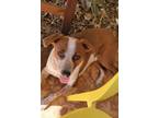 Adopt Amber a White - with Red, Golden, Orange or Chestnut Mutt / Mixed dog in