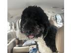 Adopt Bentley a Black - with White Bernedoodle / Mixed dog in Norfolk