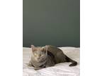 Adopt Nash a Gray or Blue Domestic Shorthair / Mixed (short coat) cat in