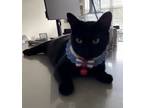 Adopt Pearl a All Black Domestic Shorthair / Mixed (short coat) cat in Marietta