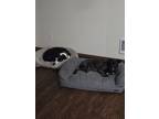 Adopt Lily a Black Boxer / Mixed dog in Puyallup, WA (41505003)