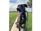 Adopt Pecan a Brindle Plott Hound / Mixed dog in Georgetown, TX (41327243)