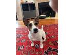 Adopt Boris a White - with Tan, Yellow or Fawn Jack Russell Terrier / Mixed dog