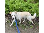 Adopt REGGIE a White - with Red, Golden, Orange or Chestnut Labrador Retriever /