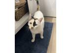 Adopt Gracie a White (Mostly) Domestic Shorthair / Mixed (short coat) cat in