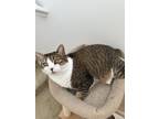 Adopt Millie a Brown Tabby Domestic Shorthair / Mixed (short coat) cat in Lake
