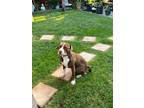 Adopt Chuco a Brown/Chocolate - with White American Pit Bull Terrier / American