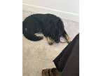 Adopt Koby a Black - with Tan, Yellow or Fawn German Shepherd Dog / Mixed dog in