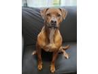 Adopt Rhys (Reese) a Tan/Yellow/Fawn - with White Boxer / Mixed dog in