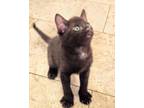 Adopt Buddy a Black (Mostly) Domestic Shorthair / Mixed (short coat) cat in Rock