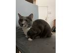 Adopt Missy a Gray, Blue or Silver Tabby Tabby / Mixed (short coat) cat in