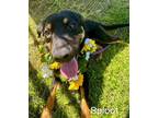 Adopt Sploot a Black - with Brown, Red, Golden, Orange or Chestnut Terrier