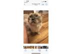 Adopt Jubilee and Angel a Gray or Blue Ragdoll / Mixed (medium coat) cat in