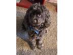 Adopt Reese a Brown/Chocolate - with White Cocker Spaniel / Mixed dog in