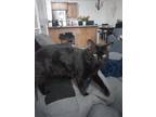 Adopt Loki a All Black Persian / Mixed (long coat) cat in Pleasant Grove