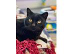 Adopt Scarlet a All Black Domestic Shorthair (short coat) cat in Faribault