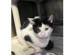 Adopt Agatha Christie a Domestic Shorthair cat in Roanoke, VA (41503612)