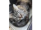 Adopt Lucille a Maine Coon cat in Roanoke, VA (41504373)