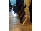 Adopt Indigo a Black (Mostly) Calico / Mixed (medium coat) cat in Charlotte