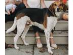 Adopt Patrick a Tricolor (Tan/Brown & Black & White) Treeing Walker Coonhound /