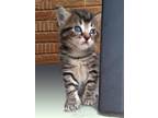 Adopt Taffy a Tan or Fawn Tabby Domestic Shorthair / Mixed (short coat) cat in