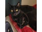 Adopt Pisces a Black (Mostly) Domestic Shorthair / Mixed (short coat) cat in