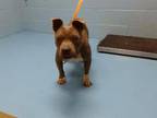 Adopt A534505 a Pit Bull Terrier