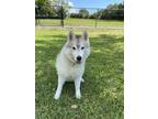Adopt Juneau a White - with Gray or Silver Husky / Mixed dog in Hollywood